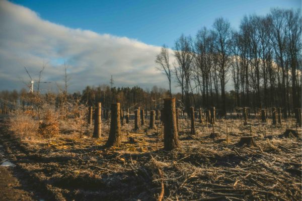 Deforested Winter Landscape with Tree Stumps